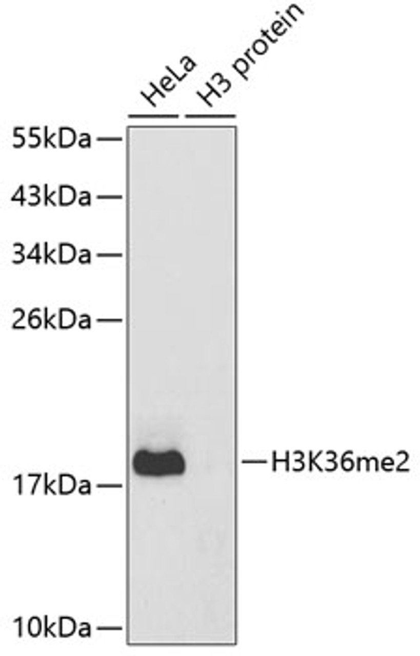 Western blot analysis of extracts of various cell lines using DiMethyl-Histone H3-K36 Polyclonal Antibody.
