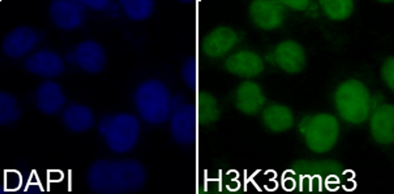 Immunofluorescence analysis of 293T cells using TriMethyl-Histone H3-K36 Polyclonal Antibody