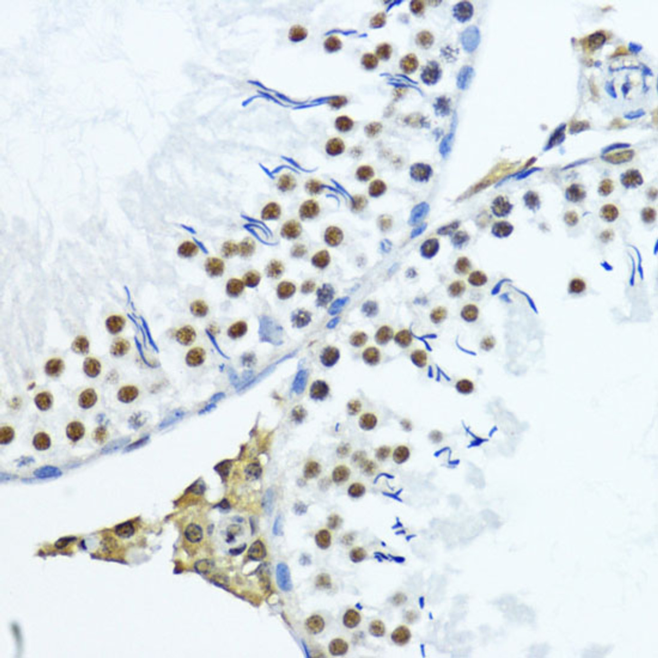 Immunohistochemistry of paraffin-embedded Rat testis using TriMethyl-Histone H3-K79 Polyclonal Antibody at dilution of  1:200 (40x lens).
