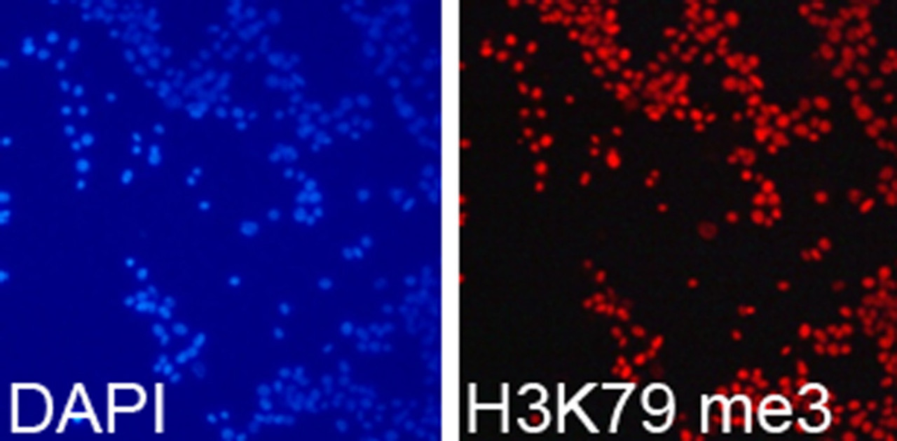 Immunofluorescence analysis of 293T cells using TriMethyl-Histone H3-K79 Polyclonal Antibody