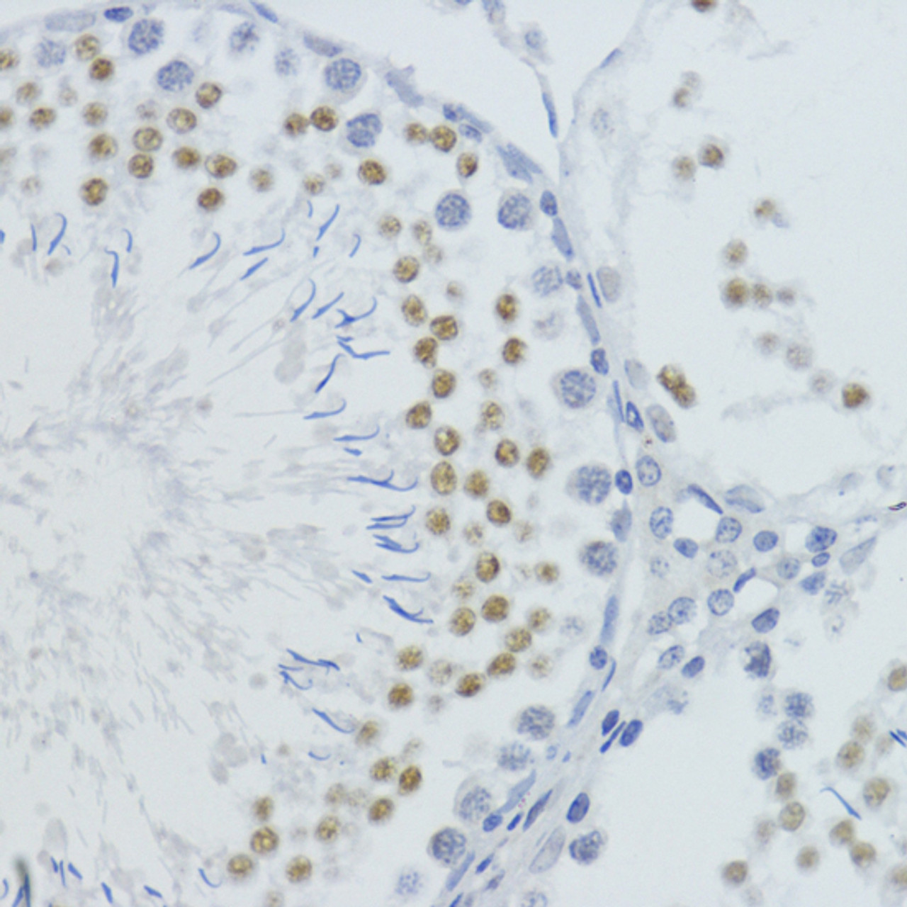 Immunohistochemistry of paraffin-embedded Rat testis using MonoMethyl-Histone H4-K20 Polyclonal Antibody at dilution of  1:200 (40x lens).