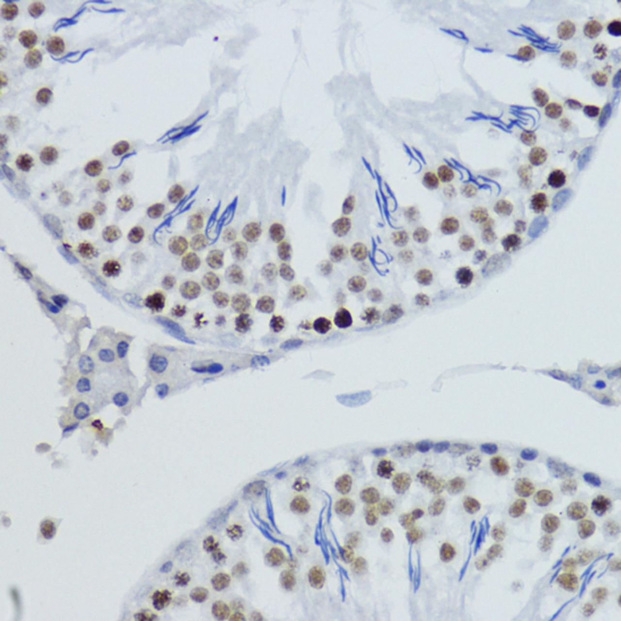 Immunohistochemistry of paraffin-embedded Rat testis using DiMethyl-Histone H4-K20 Polyclonal Antibody at dilution of  1:200 (40x lens).
