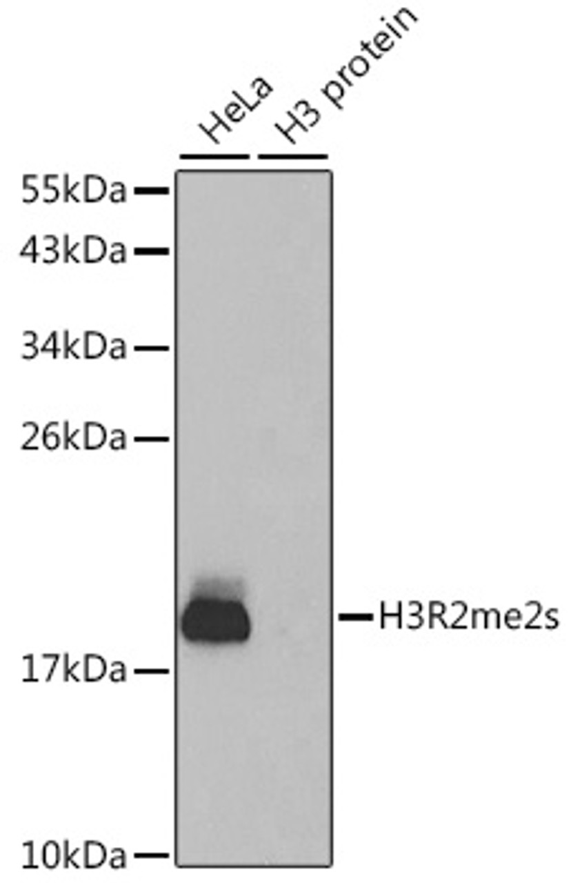 Western blot analysis of extracts of various cell lines using Symmetric DiMethyl-Histone H3-R2 Polyclonal Antibody.