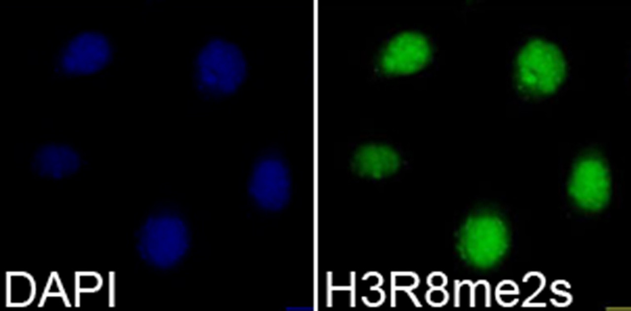 Immunofluorescence analysis of 293T cells using Symmetric DiMethyl-Histone H3-R8 Polyclonal Antibody