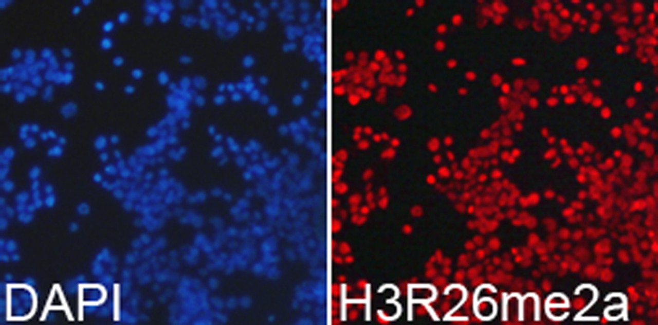 Immunofluorescence analysis of 293T cells using Asymmetric DiMethyl-Histone H3-R26 Polyclonal Antibody