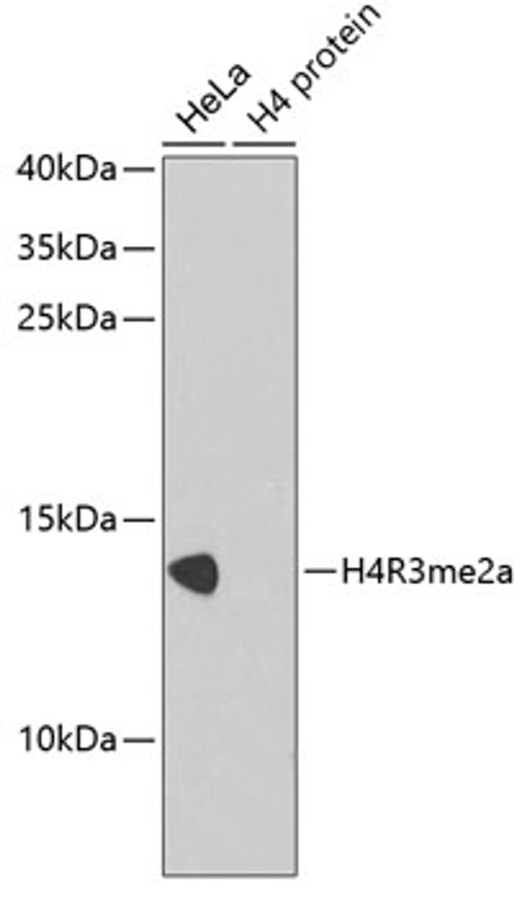 Western blot analysis of extracts of various cell lines using Asymmetric DiMethyl-Histone H4-R3 Polyclonal Antibody.