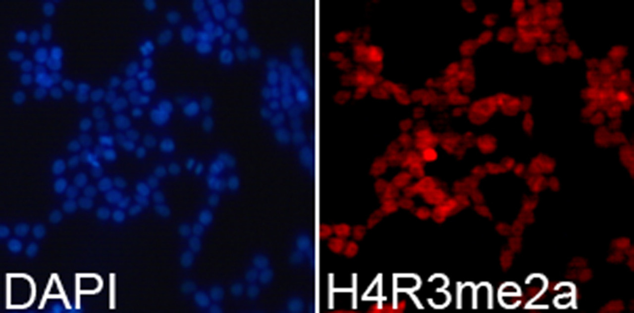 Immunofluorescence analysis of 293T cells using Asymmetric DiMethyl-Histone H4-R3 Polyclonal Antibody