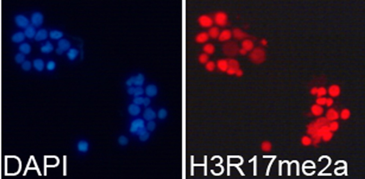 Immunofluorescence analysis of 293T cells using Asymmetric DiMethyl-Histone H3-R17 Polyclonal Antibody