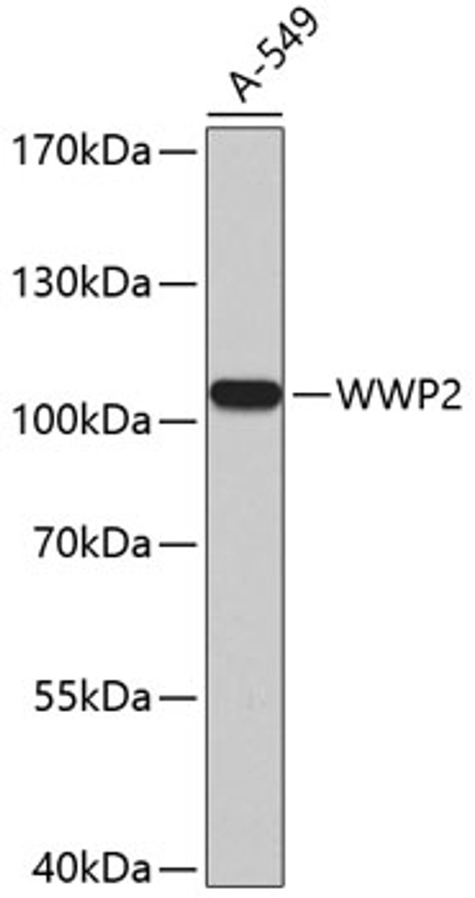 Western blot analysis of extracts of A-549 cells using WWP2 Polyclonal Antibody.