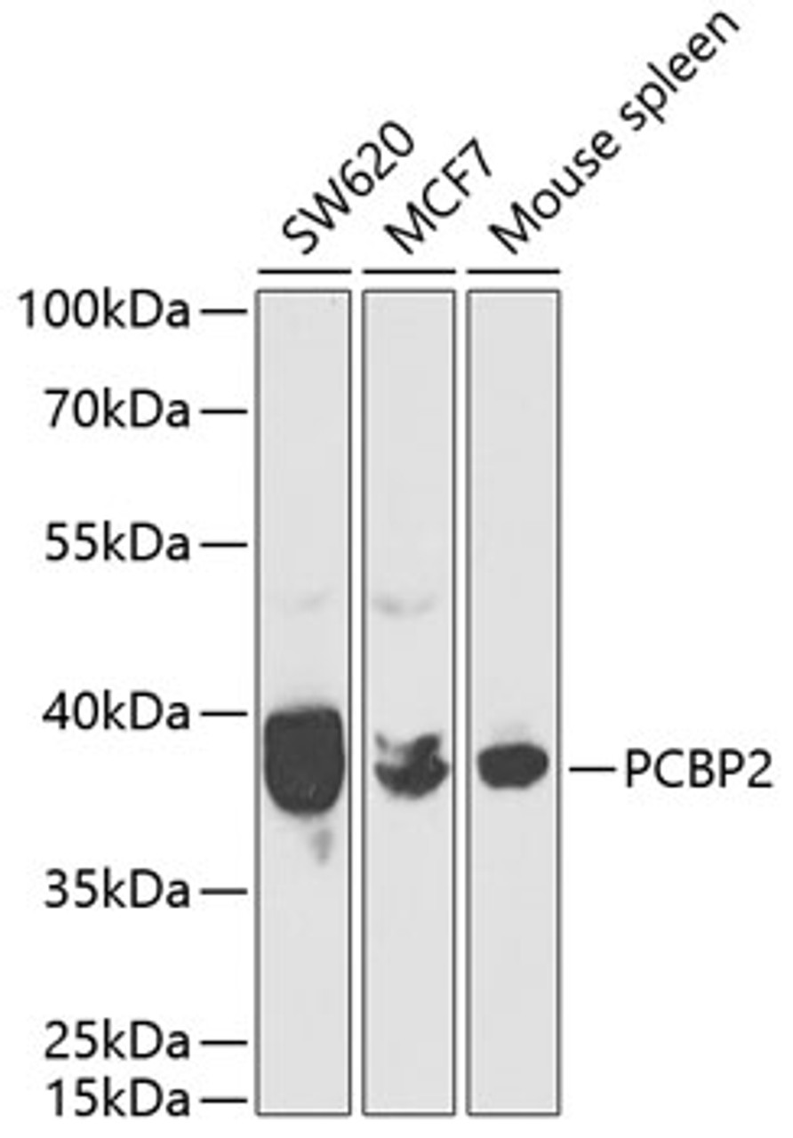 Western blot analysis of extracts of various cell lines using PCBP2 Polyclonal Antibody at dilution of 1:1000.