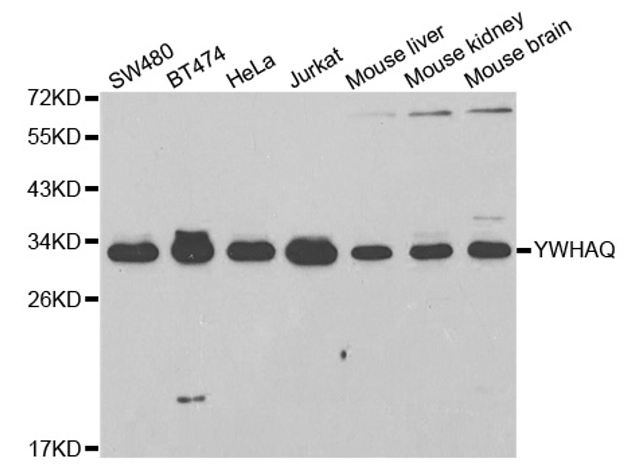 Western blot analysis of extracts of various cell lines using YWHAQ Polyclonal Antibody at dilution of 1:1000.