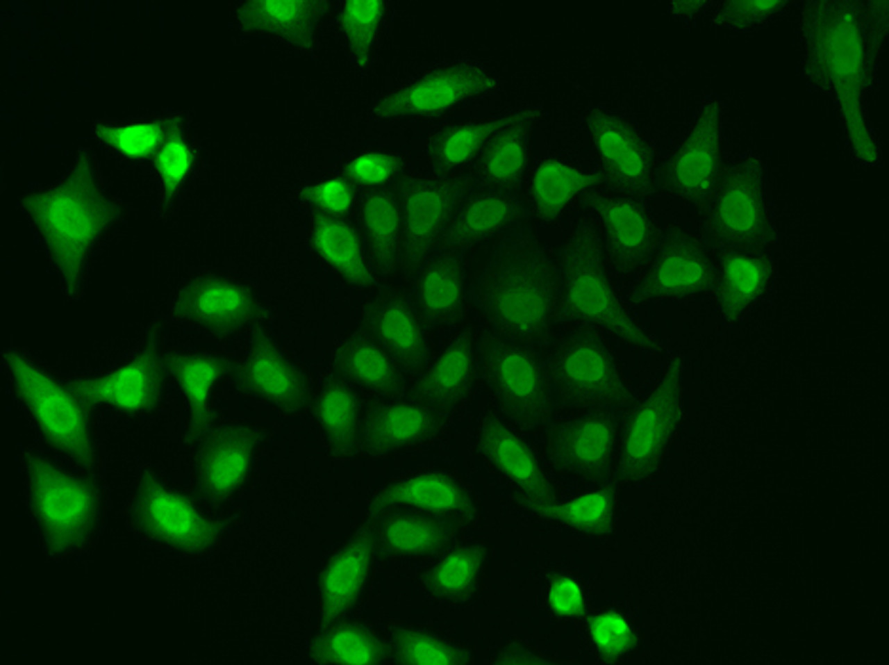 Immunofluorescence analysis of A549 cells using APEX1 Polyclonal Antibody
