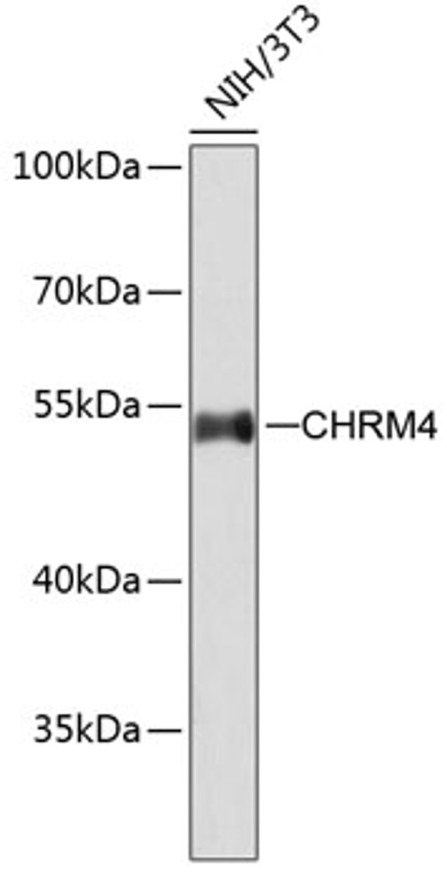 Western blot analysis of extracts of NIH/3T3 cells using CHRM4 Polyclonal Antibody.