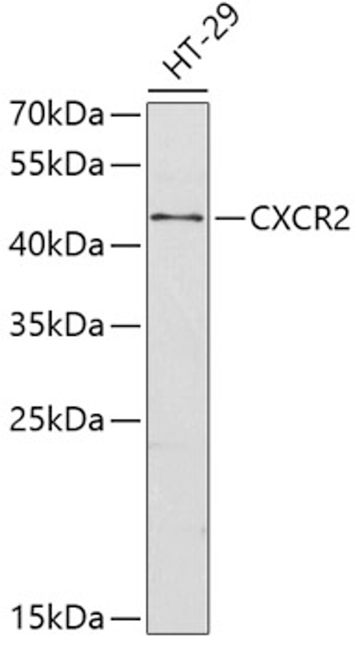 Western blot analysis of extracts of HT-29 cells using CXCR2 Polyclonal Antibody.