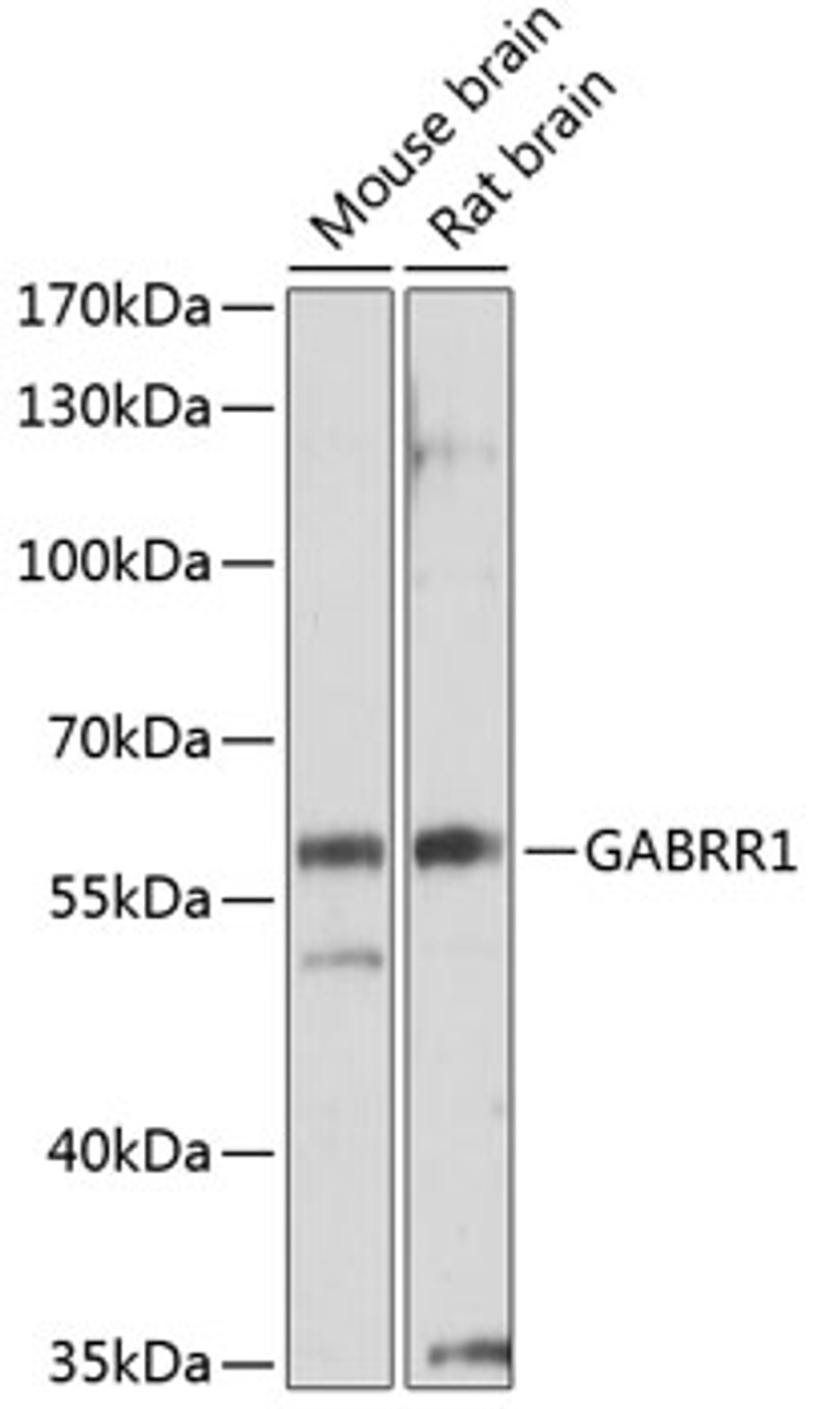 Western blot analysis of extracts of various cell lines using GABRR1 Polyclonal Antibody at dilution of 1:1000.
