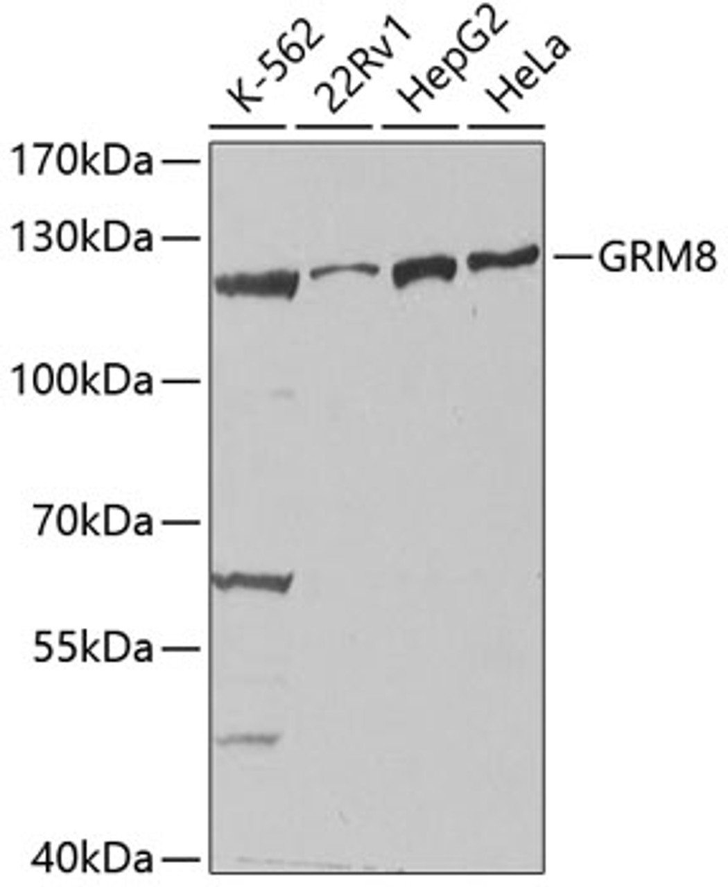 Western blot analysis of extracts of various cell lines using GRM8 Polyclonal Antibody at dilution of 1:1000.
