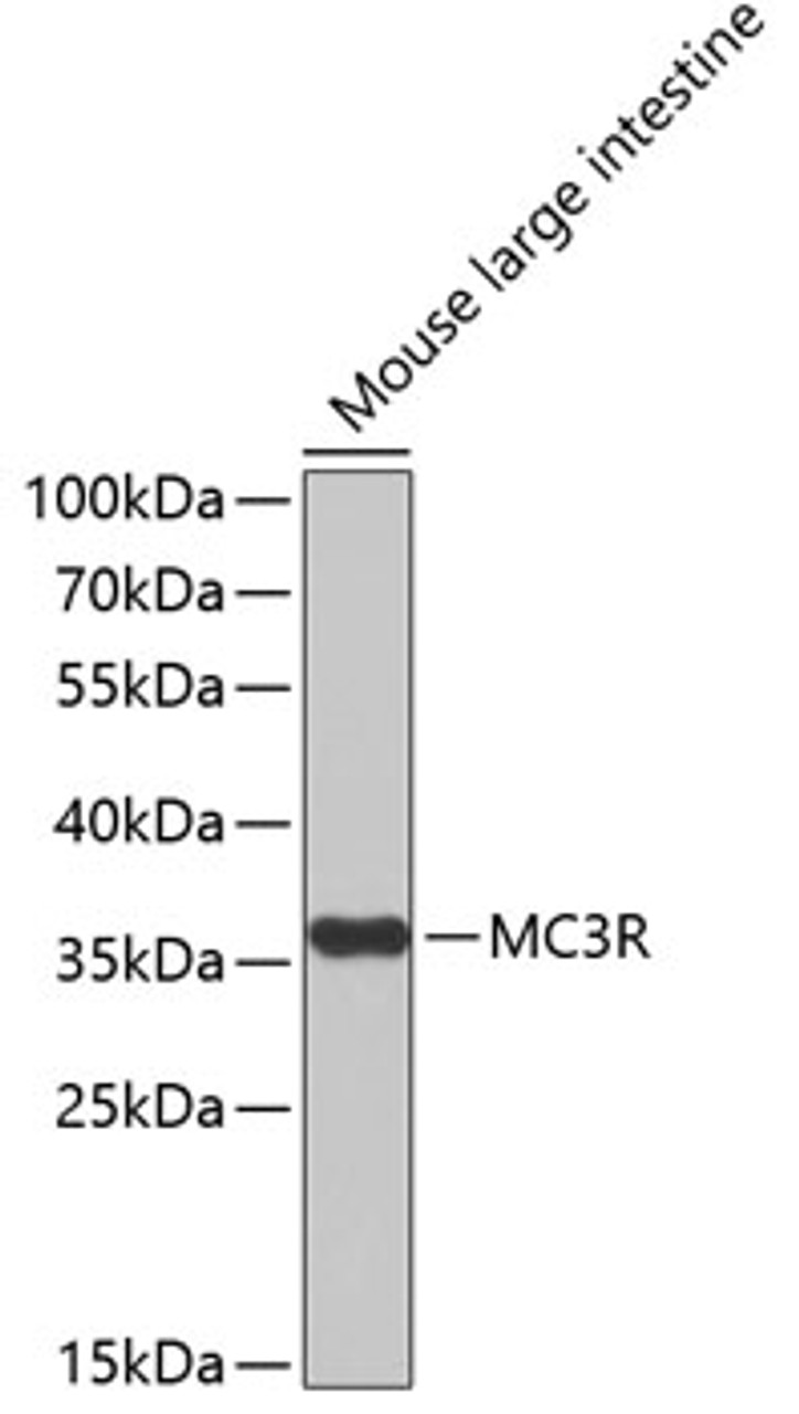 Western blot analysis of extracts of Mouse large intestine using MC3R Polyclonal Antibody.