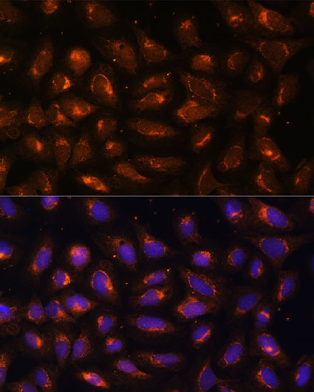Immunofluorescence analysis of U-2 OS cells using CKMT1B Polyclonal Antibody at dilution of  1:100 (40x lens). Blue: DAPI for nuclear staining.