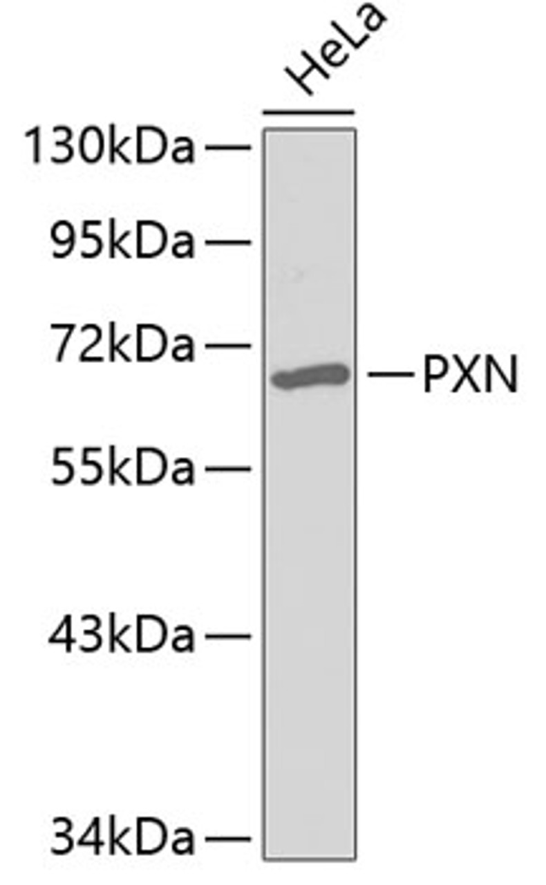 Western blot analysis of extracts of HeLa cells using PXN Polyclonal Antibody.