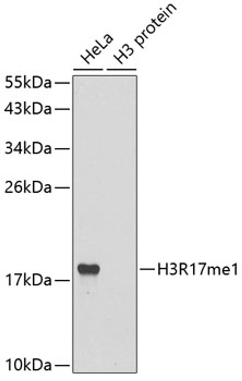 Western blot analysis of extracts of various cell lines using MonoMethyl-Histone H3-R17 Polyclonal Antibody.
