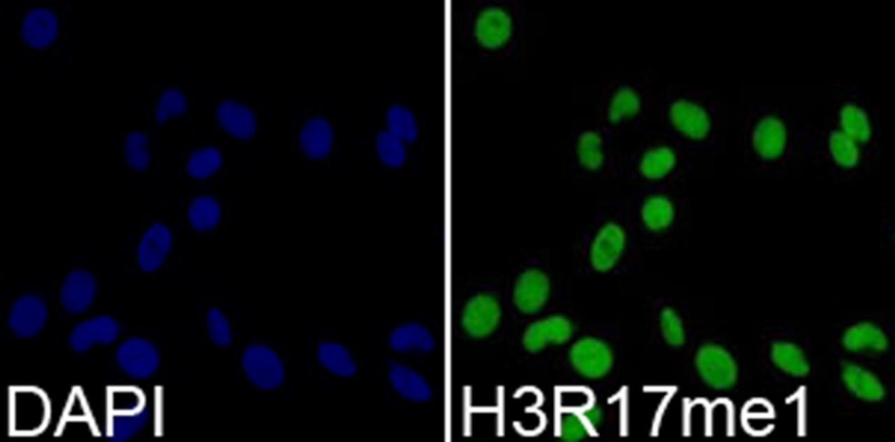 Immunofluorescence analysis of 293T cells using MonoMethyl-Histone H3-R17 Polyclonal Antibody