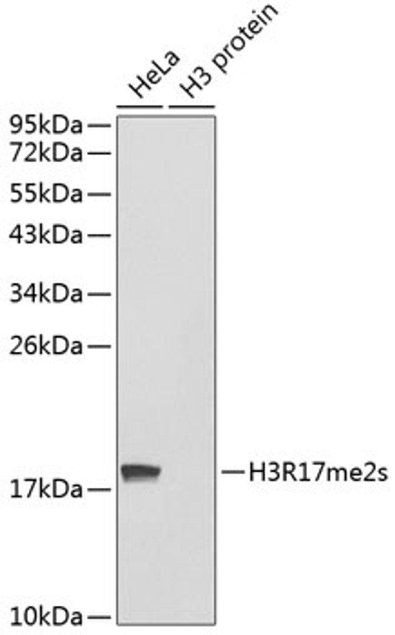 Western blot analysis of extracts of various cell lines using Symmetric DiMethyl-Histone H3-R17 Polyclonal Antibody.