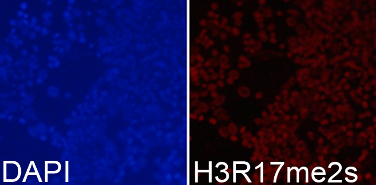 Immunofluorescence analysis of 293T cells using Symmetric DiMethyl-Histone H3-R17 Polyclonal Antibody