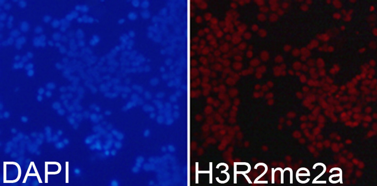 Immunofluorescence analysis of 293T cells using Asymmetric DiMethyl-Histone H3-R2 Polyclonal Antibody