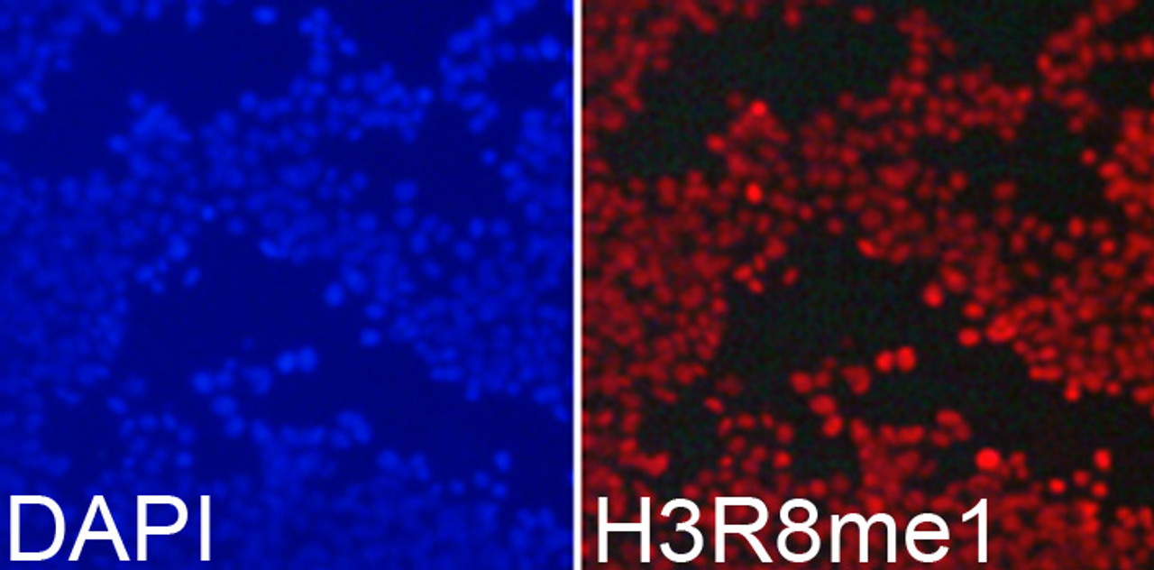 Immunofluorescence analysis of 293T cells using MonoMethyl-Histone H3-R8 Polyclonal Antibody