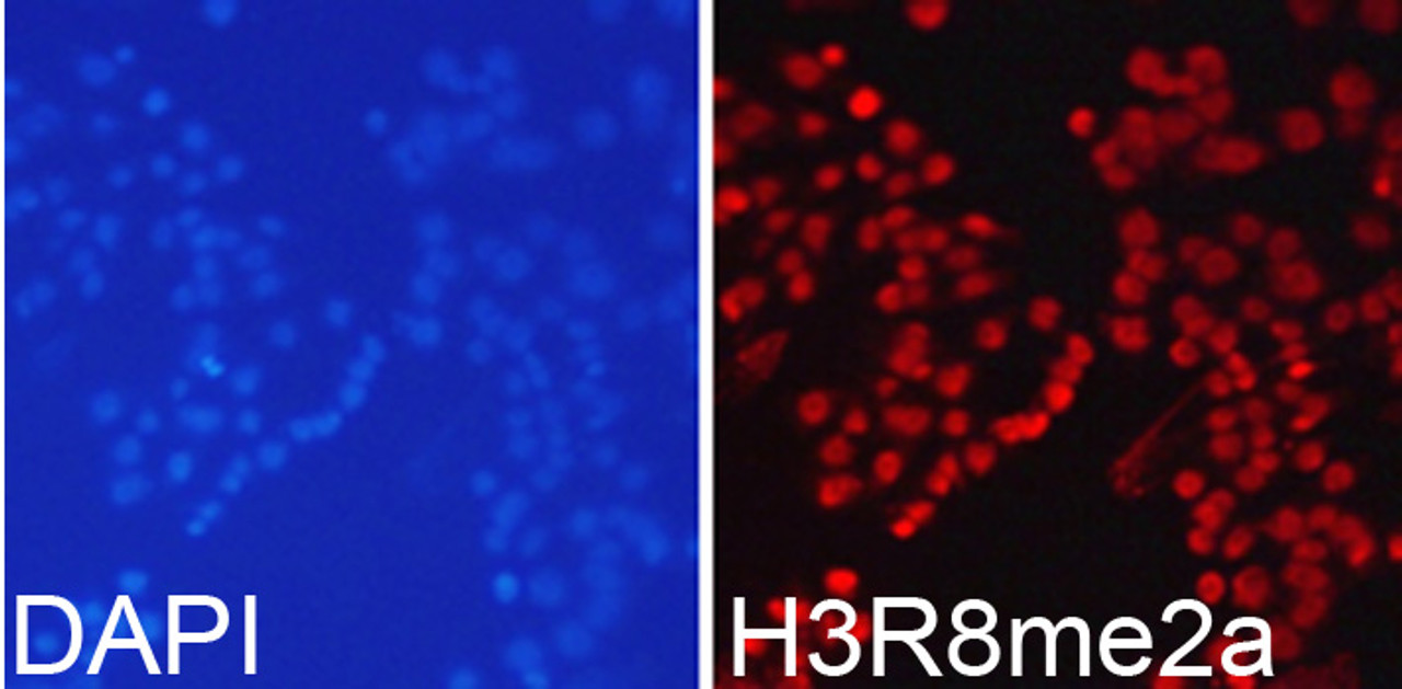 Immunofluorescence analysis of 293T cells using Asymmetric DiMethyl-Histone H3-R8 Polyclonal Antibody