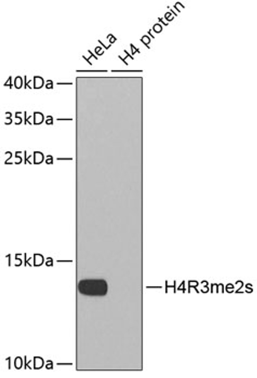 Western blot analysis of extracts of various cell lines using Symmetric DiMethyl-Histone H4-R3 Polyclonal Antibody.
