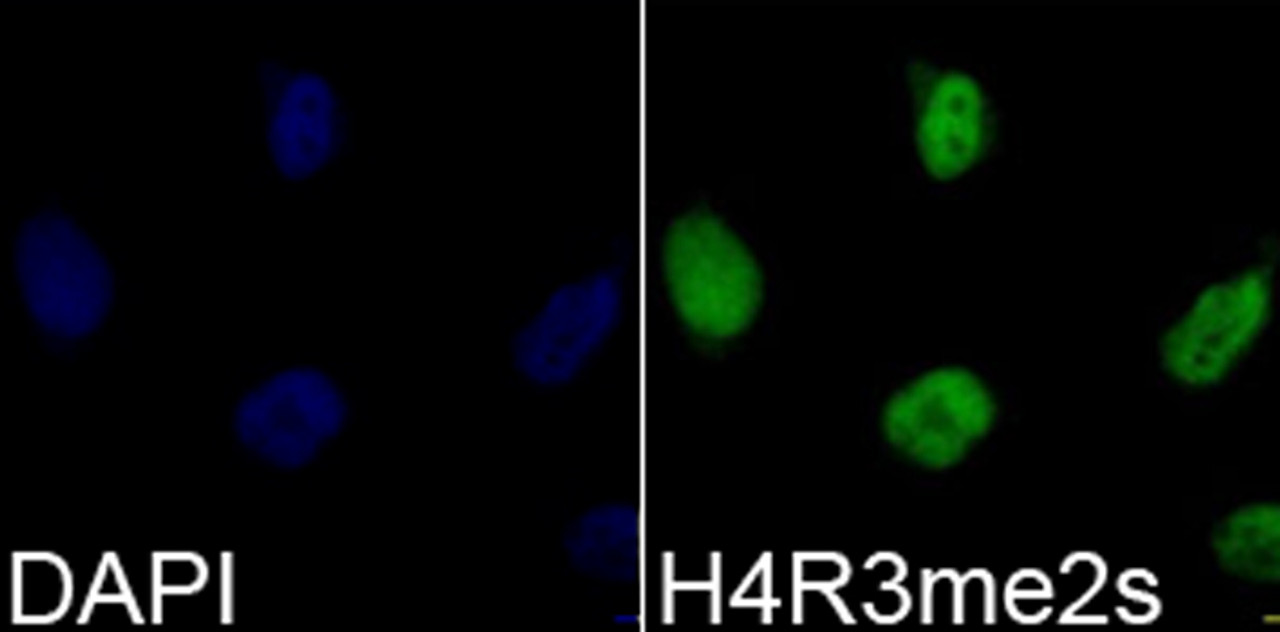 Immunofluorescence analysis of 293T cells using Symmetric DiMethyl-Histone H4-R3 Polyclonal Antibody