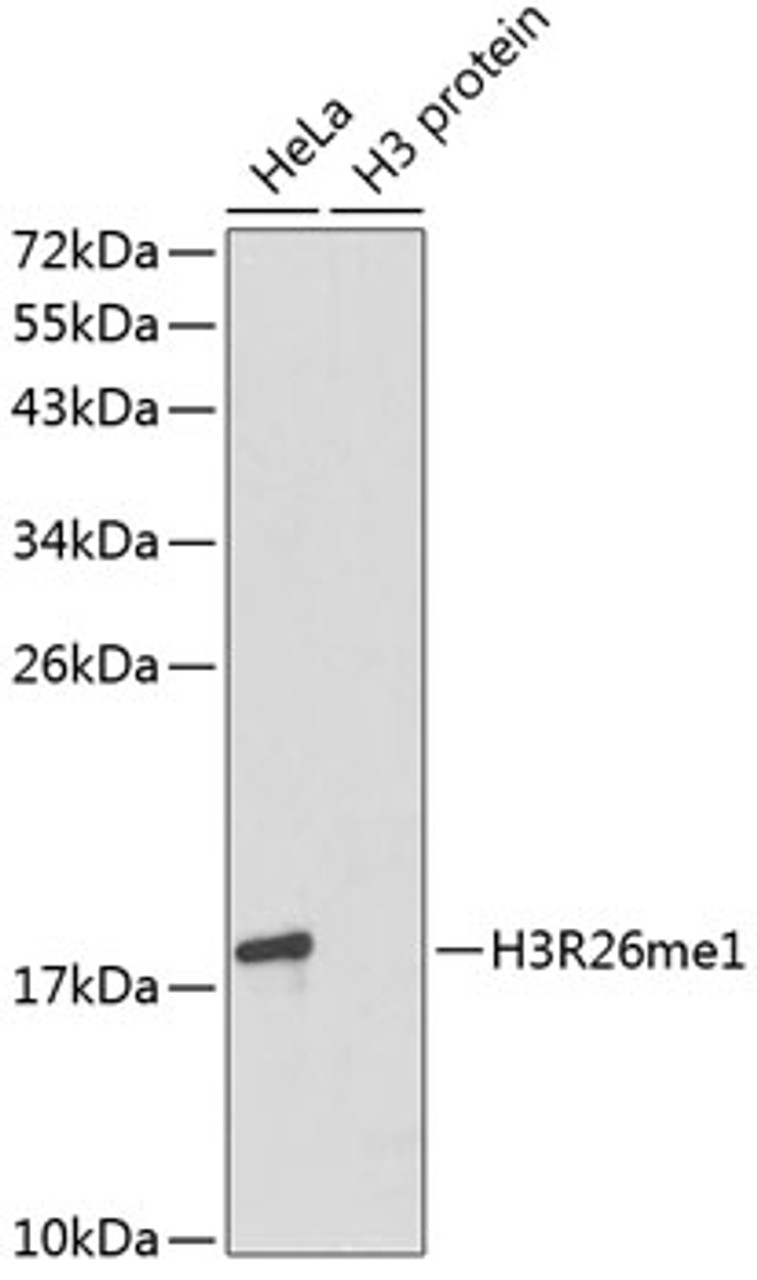 Western blot analysis of extracts of various cell lines using MonoMethyl-Histone H3-R26 Polyclonal Antibody.