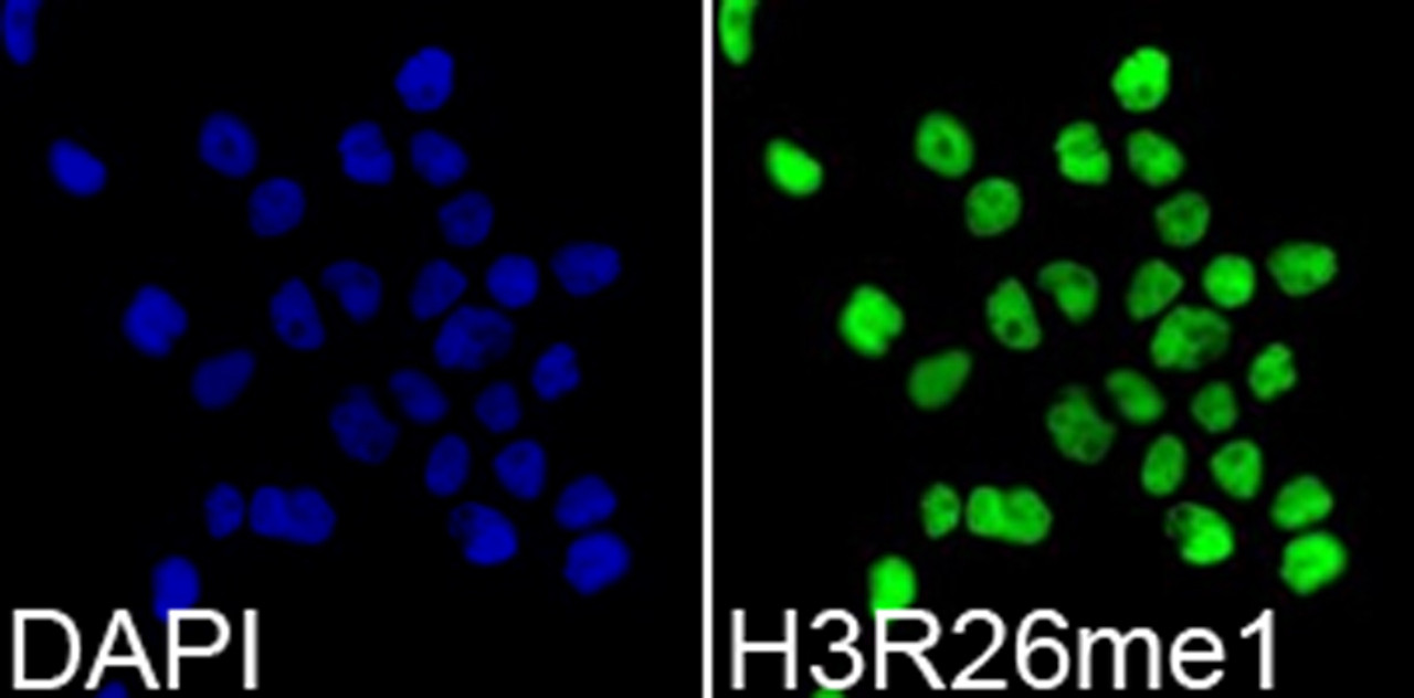 Immunofluorescence analysis of 293T cells using MonoMethyl-Histone H3-R26 Polyclonal Antibody