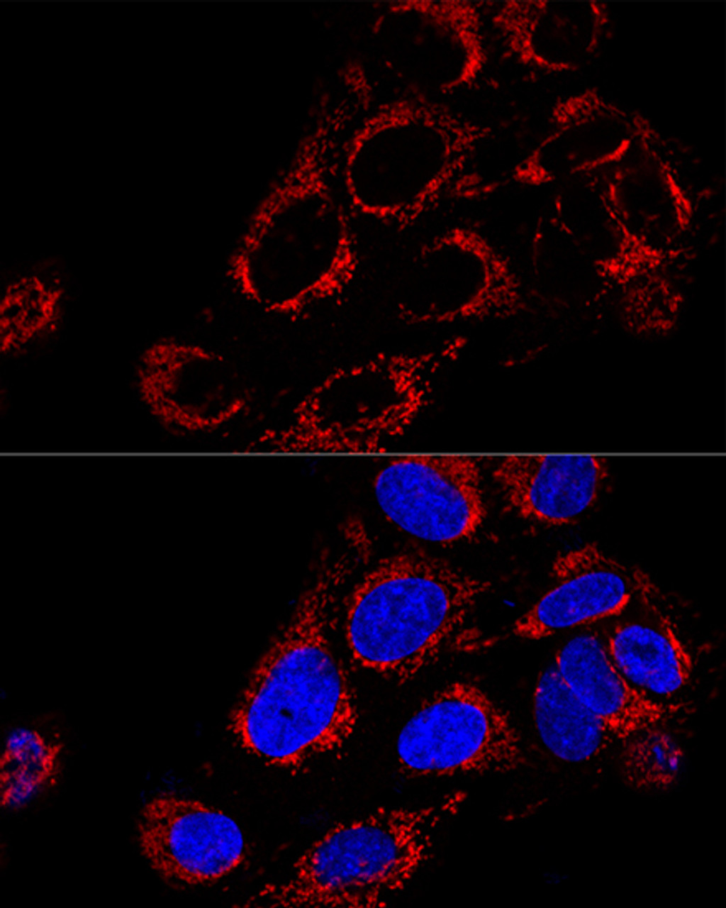 Confocal immunofluorescence analysis of U2OS cells using TOMM40 Polyclonal Antibody at dilution of  1:200. Blue: DAPI for nuclear staining.