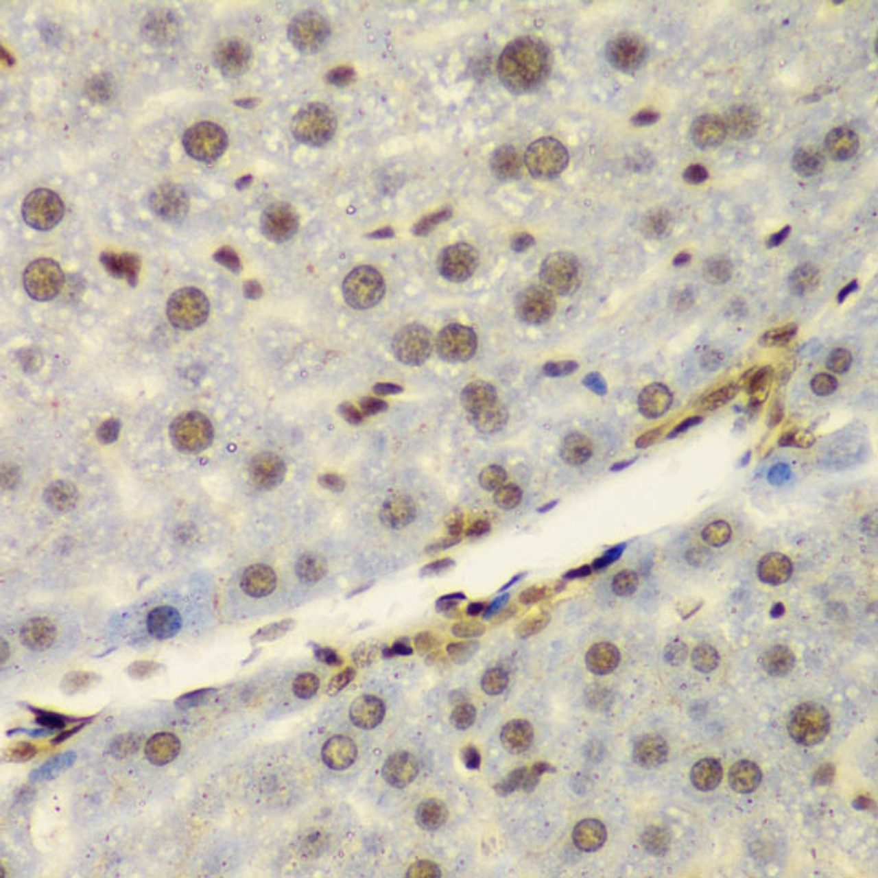 Immunohistochemistry of paraffin-embedded Mouse liver using NELFE Polyclonal Antibody at dilution of  1:100 (40x lens).