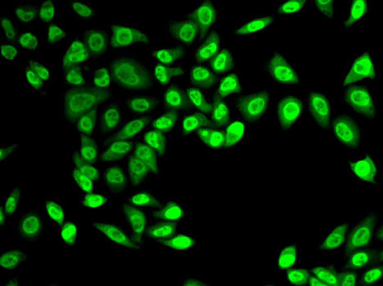 Immunofluorescence analysis of A-549 cells using NELFE Polyclonal Antibody