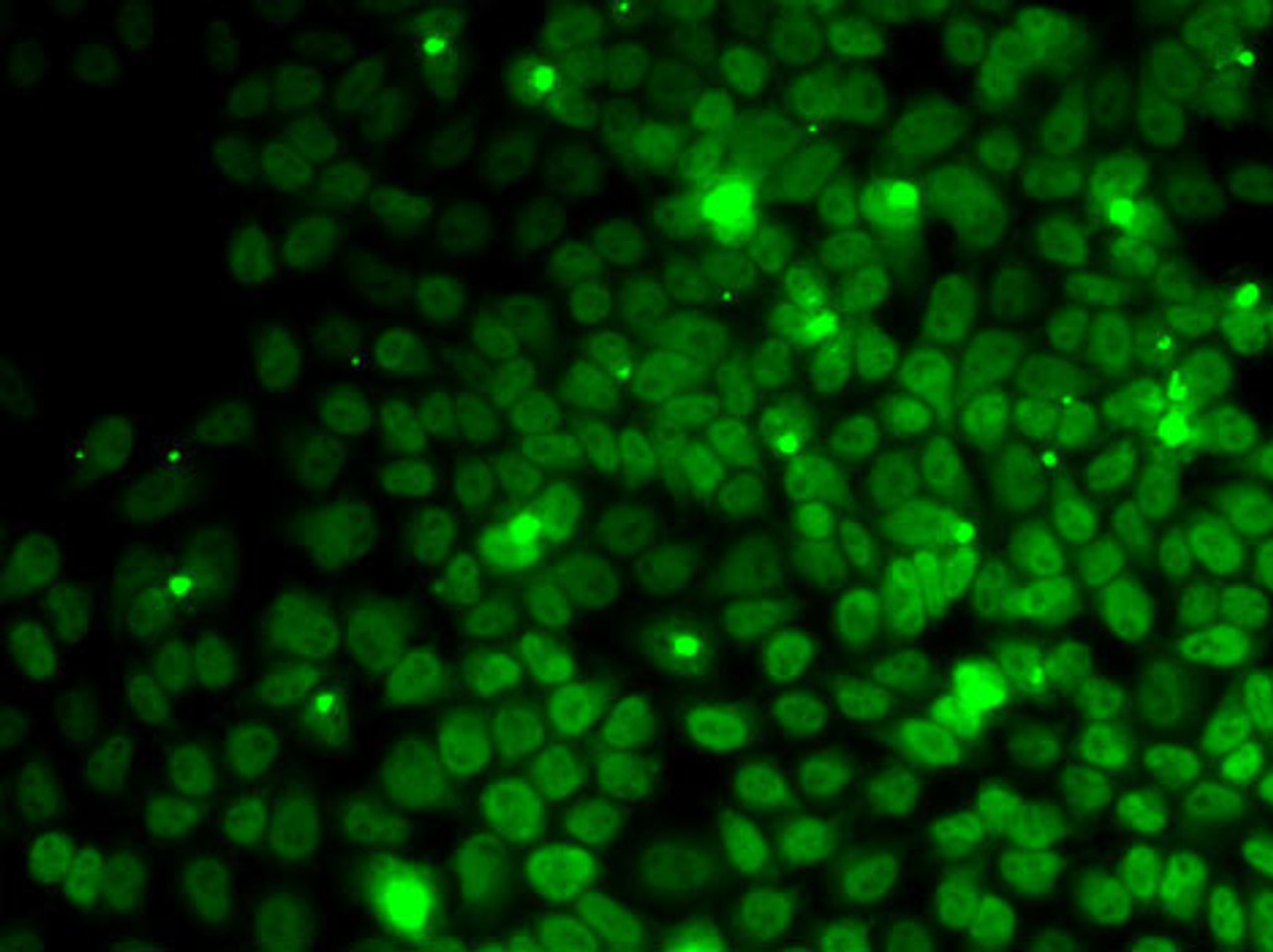 Immunofluorescence analysis of MCF7 cells using UFD1L Polyclonal Antibody