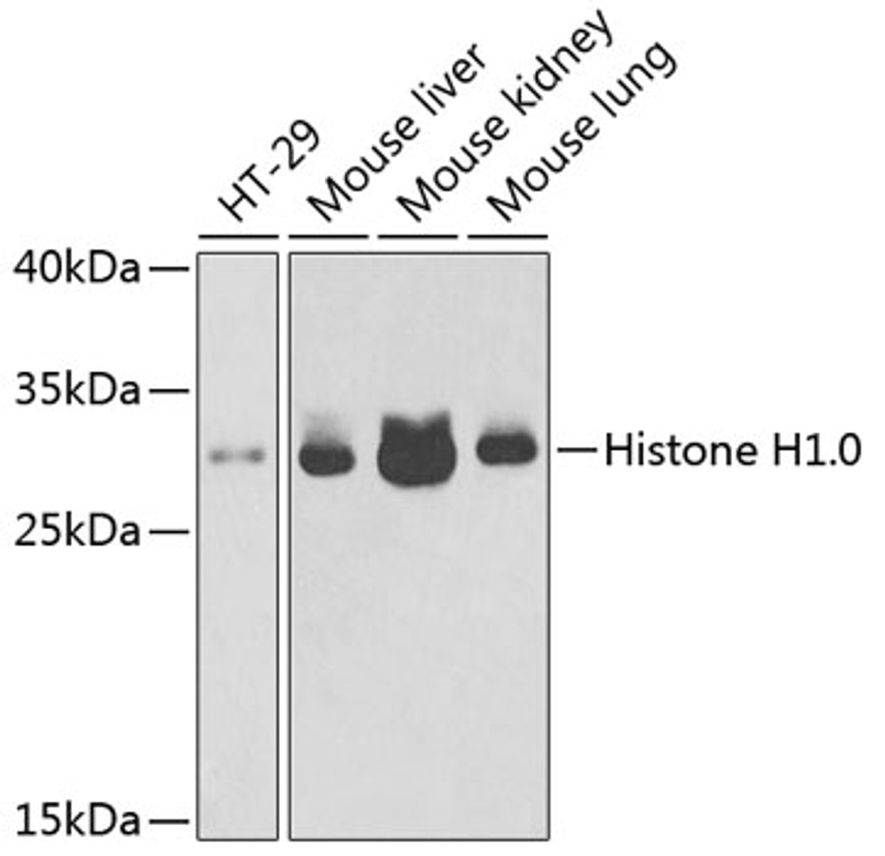 Western blot analysis of extracts of various cell lines using Histone H1. 0 Polyclonal Antibody at dilution of 1:1000.