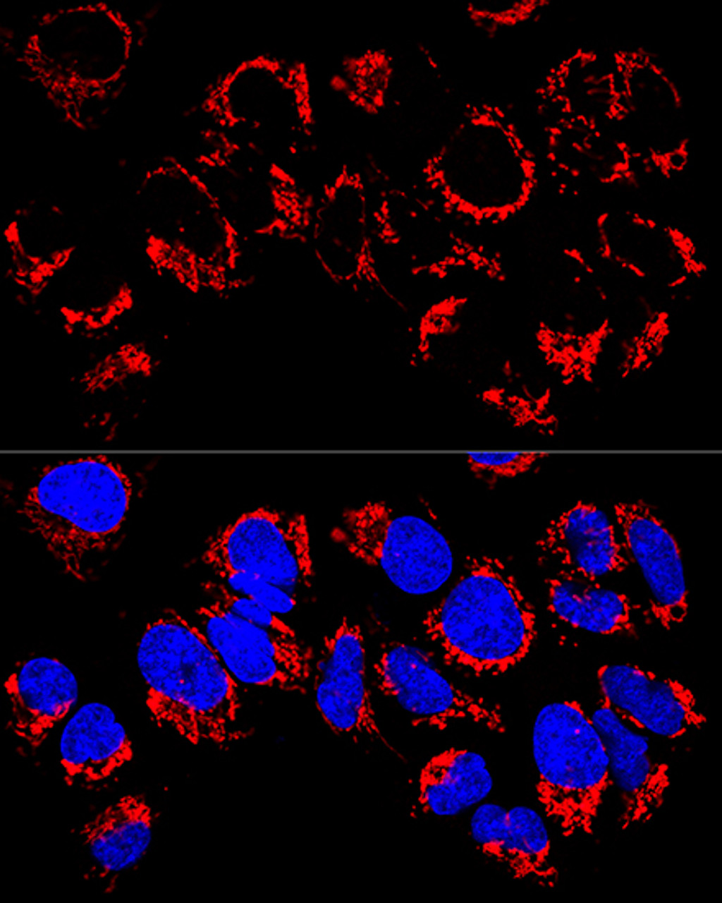 Confocal immunofluorescence analysis of U2OS cells using LRPPRC Polyclonal Antibody at dilution of  1:400. Blue: DAPI for nuclear staining.