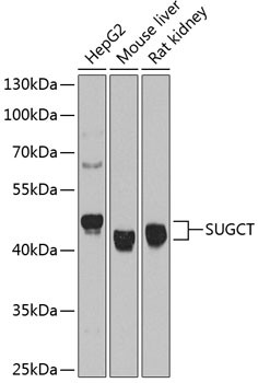 Western blot analysis of extracts of various cell lines using SUGCT Polyclonal Antibody at dilution of 1:1000.