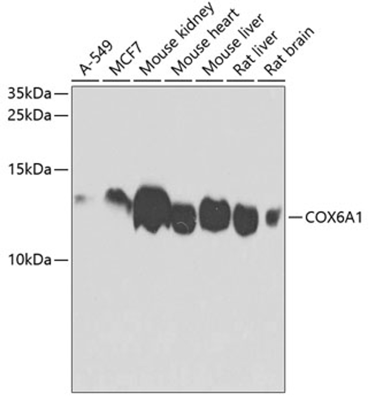 Western blot analysis of extracts of various cell lines using COX6A1 Polyclonal Antibody at dilution of 1:1000.