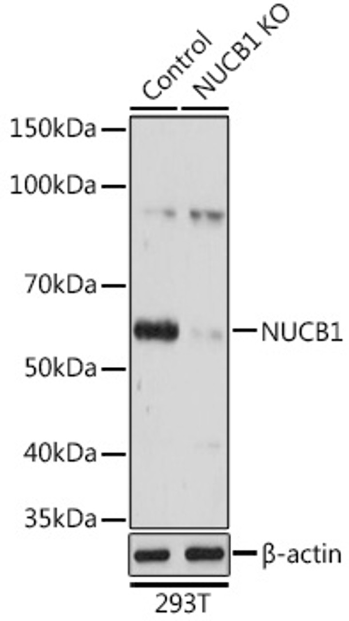 Western blot analysis of extracts from normal (control) and NUCB1 knockout (KO) 293T cells using NUCB1 Polyclonal Antibody at dilution of 1:3000.