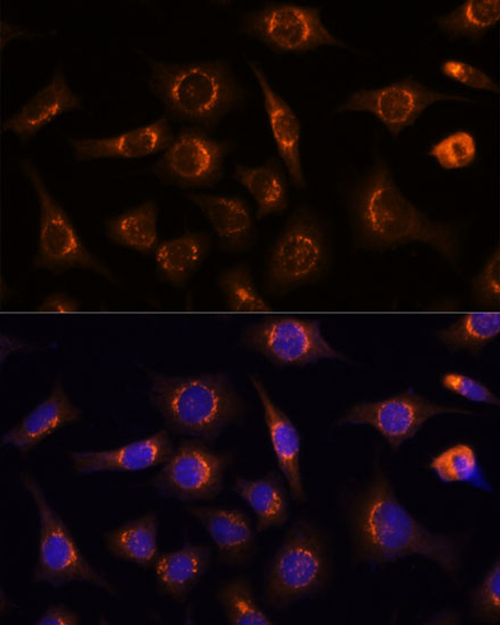 Immunofluorescence analysis of L929 cells using NUCB1 Polyclonal Antibody at dilution of  1:100 (40x lens). Blue: DAPI for nuclear staining.