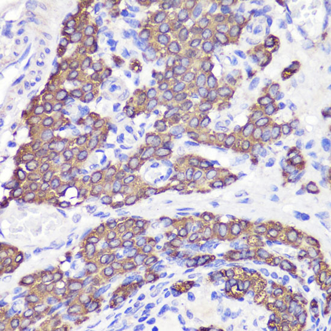 Immunohistochemistry of paraffin-embedded Rat testis using UBL3 Polyclonal Antibody at dilution of  1:100 (40x lens).