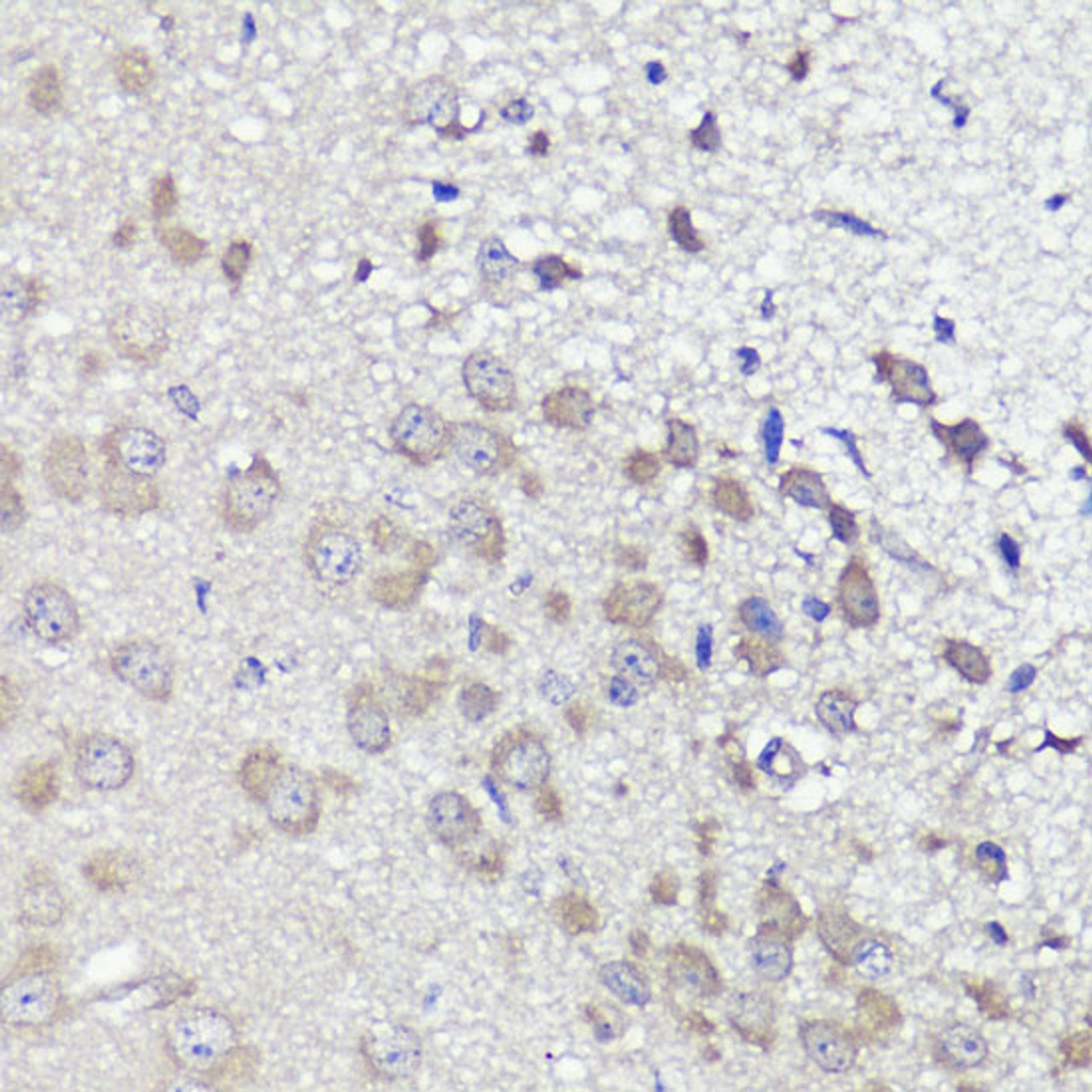 Immunohistochemistry of paraffin-embedded Mouse brain using UBL3 Polyclonal Antibody at dilution of  1:100 (40x lens).