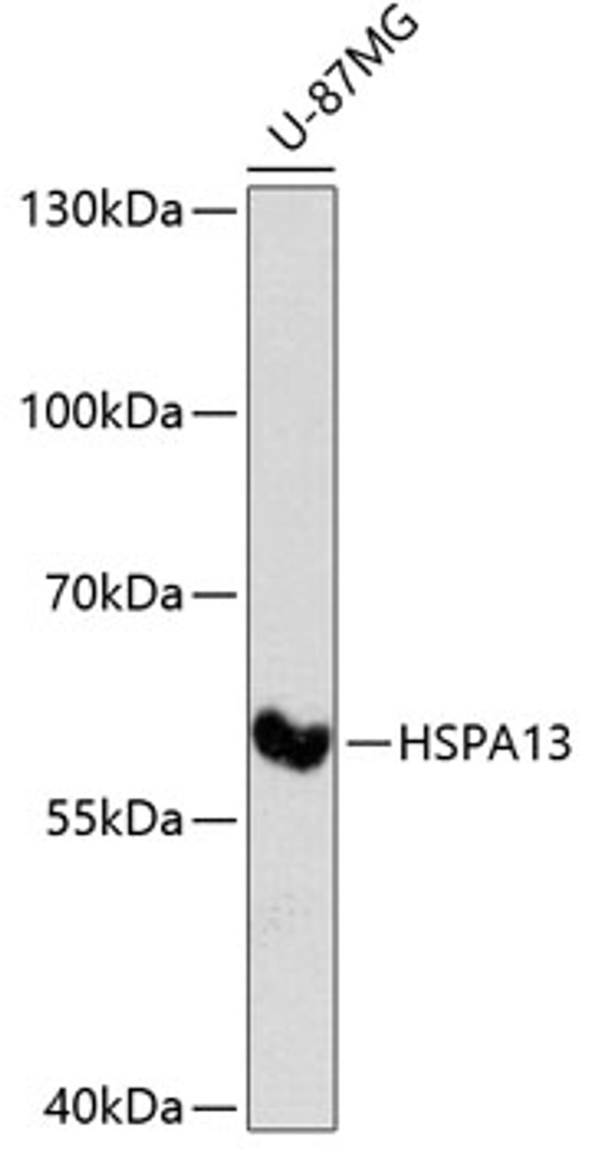 Western blot analysis of extracts of U-87MG cells using HSPA13 Polyclonal Antibody at dilution of 1:3000.