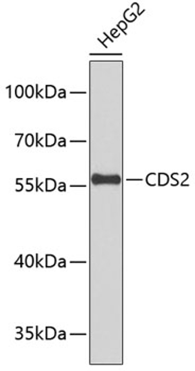 Western blot analysis of extracts of HepG2 cells using CDS2 Polyclonal Antibody.