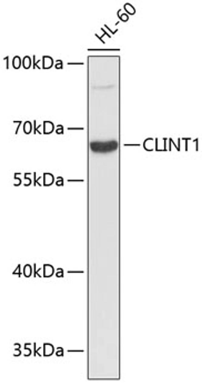 Western blot analysis of extracts of HL-60 cells using CLINT1 Polyclonal Antibody.