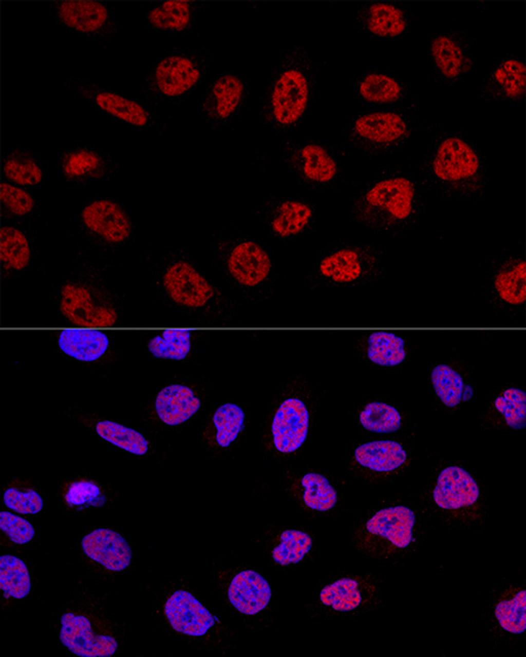 Confocal immunofluorescence analysis of U2OS cells using BCAS2 Polyclonal Antibody at dilution of  1:100. Blue: DAPI for nuclear staining.